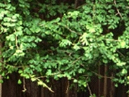 김해고 나무